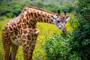 Read more about the article Arusha National Park