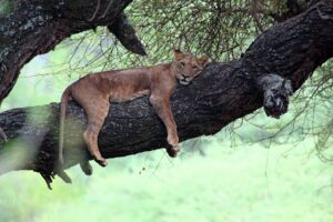 Read more about the article Lake Manyara National Park