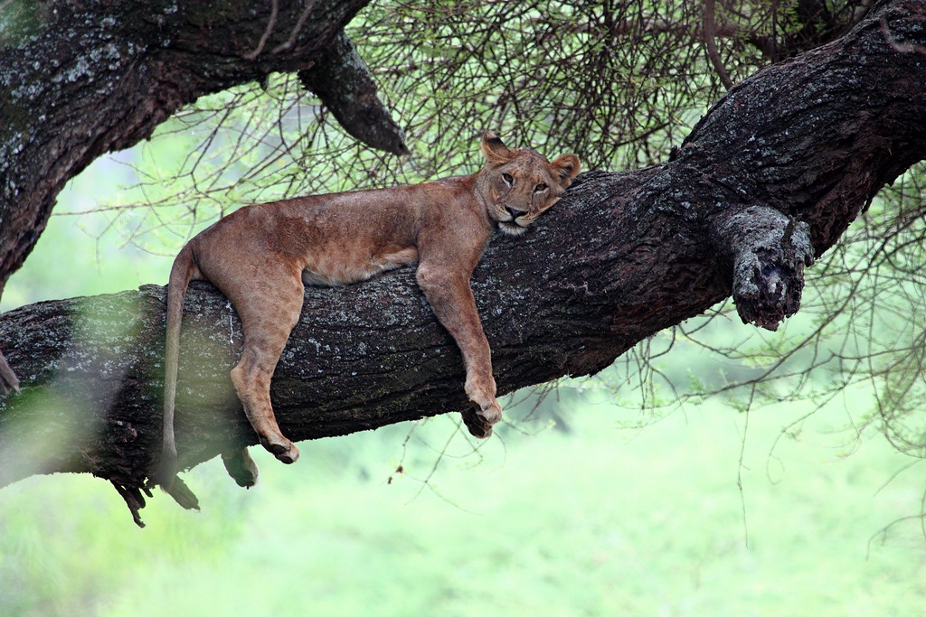 You are currently viewing Lake Manyara National Park
