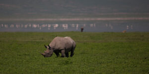 Read more about the article Ngorongoro Crater