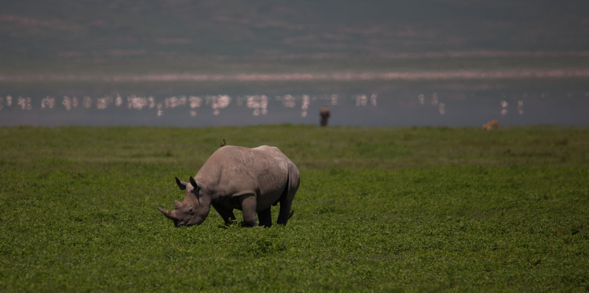 You are currently viewing Ngorongoro Crater