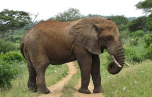 Read more about the article Tarangire National Park