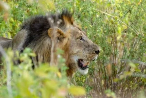 Read more about the article Mikumi National Park