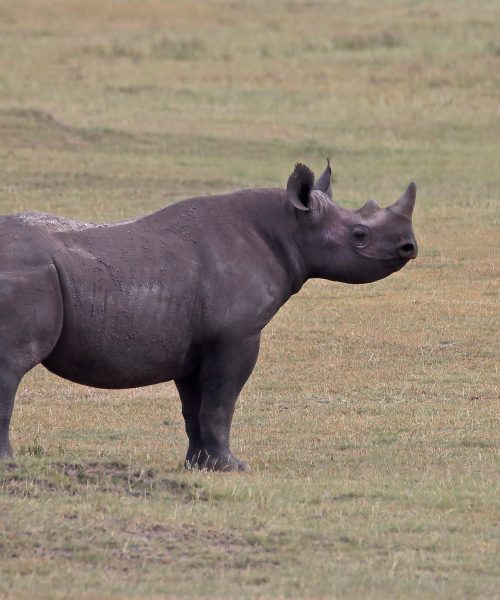4-Day Tarangire, Serengeti & Ngorongoro Safari