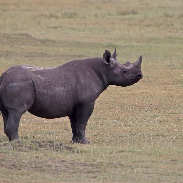 4-Day Tarangire, Serengeti & Ngorongoro Safari