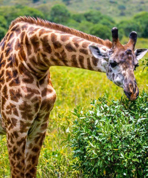Arusha National Park_k
