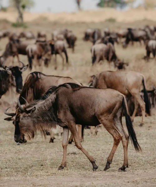Great-Wildebeest-Migration-