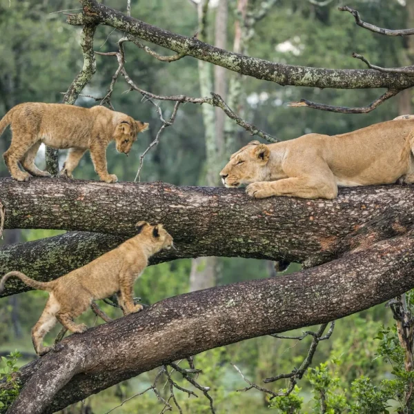 LM-lions-in-tree-cup.jpg