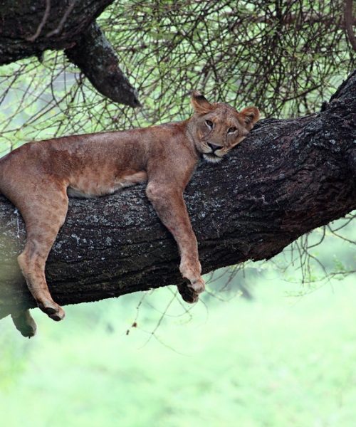 Lake Manyara National Park