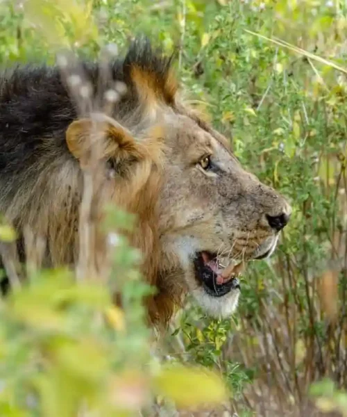Lion-Hunts-at-Mikumi-National-Park