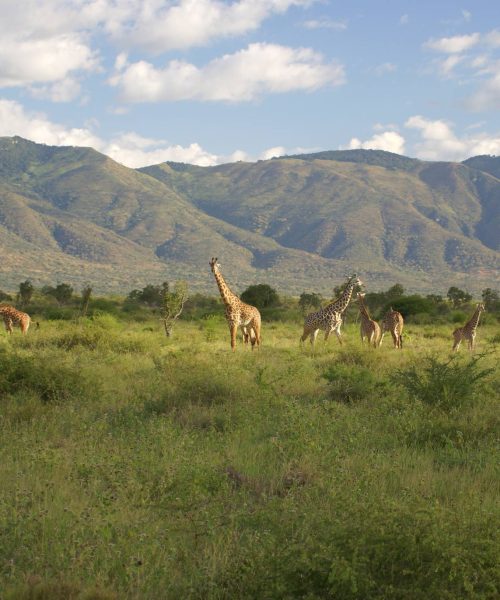 Mkomazi_National_Park_Giraffes_39