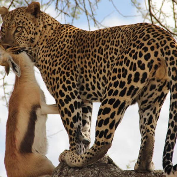 Serengeti-National-Parks-Large-Predator-Animals