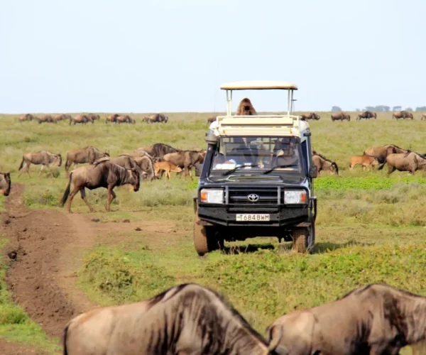 TZA_2017_1DSE_Serengeti_0629-Kopie-scaled-qlj9ljqxpsqnx57wteywg0uesnisv54kztwqnnbmqo