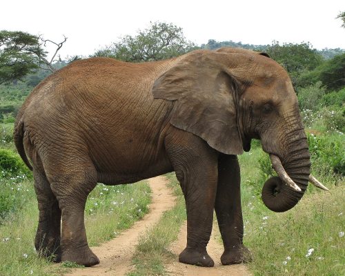 Tarangire National Park_k