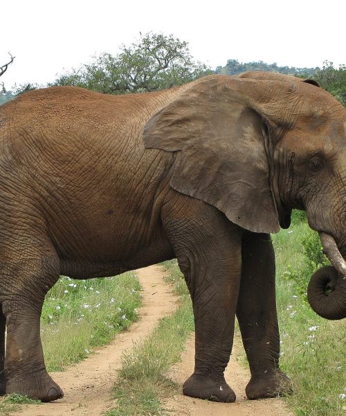 Tarangire National Park_k
