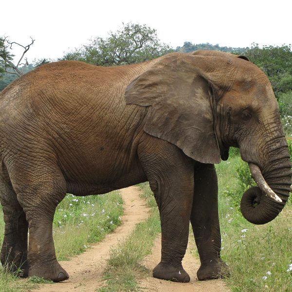 Tarangire National Park_k