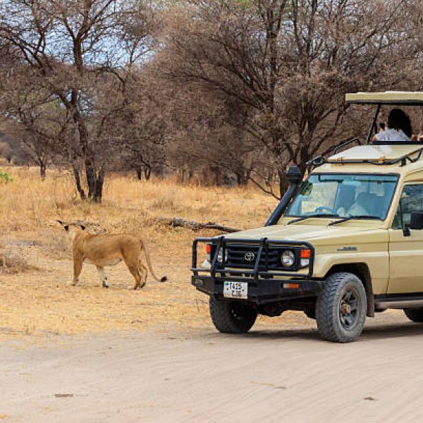 Tarangire, Tanzania - September 9, 2021: Tourists watching Lioness (Panthera leo) while she crossing the road near their SUV cars in Tarangire national park, Tanzania
