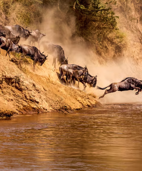 7-Day The Great Migration at Mara River Crossing Safari