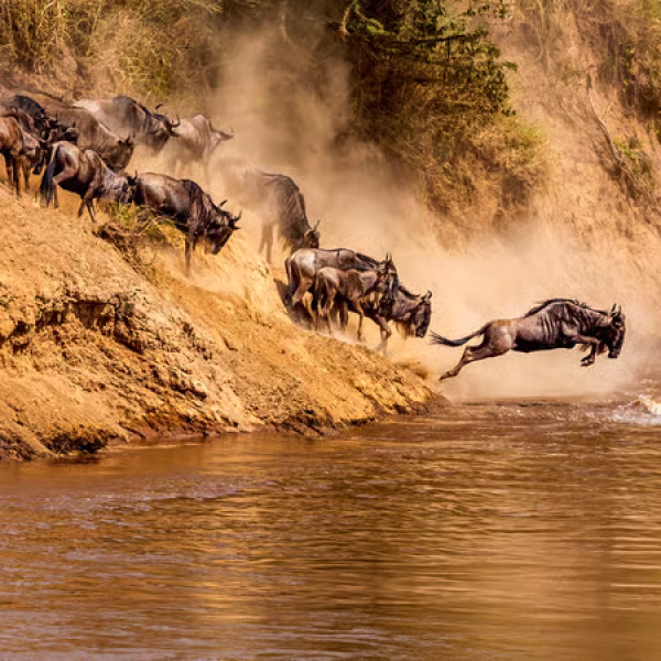 7-Day The Great Migration at Mara River Crossing Safari
