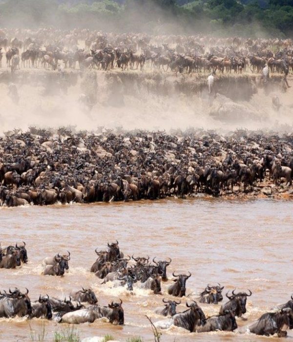 migration