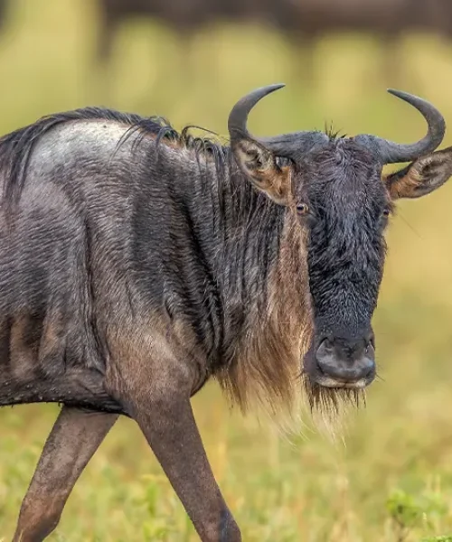 6-Day Best Great Migration Safari Experience